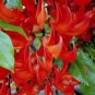 Strongylodon Orange Jade Vine Perennial Climbing Flower 10 Seeds