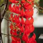 Strongylodon Orange Jade Vine Perennial Climbing Flower 10 Seeds