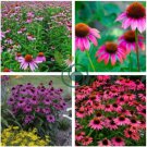 Echinacea Purple 'Ladies' Perennial Flower 60 Seeds