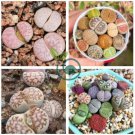 Germany KK's Mixed 9 Types of Lithops Indoor Bonsai 20 Seeds