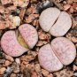 Germany KK's Mixed 9 Types of Lithops Indoor Bonsai 20 Seeds