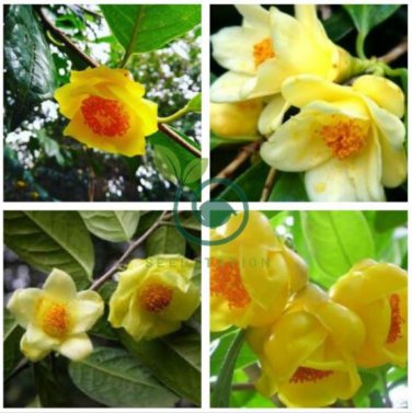 Golden Yellow Rare Camellia Nitidissima Bonsai 100 Seeds