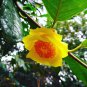 Golden Yellow Rare Camellia Nitidissima Bonsai 100 Seeds