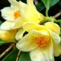 Golden Yellow Rare Camellia Nitidissima Bonsai 100 Seeds