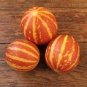 Tigger Tiger Miniature Personal Melon Heirloom Cucumis Melo 100 Seeds
