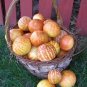 Tigger Tiger Miniature Personal Melon Heirloom Cucumis Melo 1000 Seeds