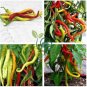 Sweet Pepper Corbaci 100 Seeds