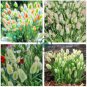 Rainbow Colorful Rabbit Tail Grass Semillas 200 Seeds