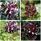 Black Dragon Rose Bush Flower 400 Seeds