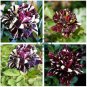 Black Dragon Rose Bush Flower 400 Seeds