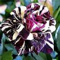 Black Dragon Rose Bush Flower 400 Seeds