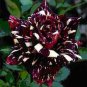 Black Dragon Rose Bush Flower 400 Seeds