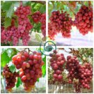 Pink Hongti Grape Organic 30 Seeds