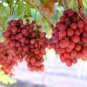 Pink Hongti Grape Organic 30 Seeds