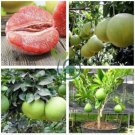 Heirloom Red Grapefruit Citrus maxima Hybrid 20 Seeds