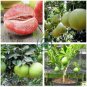 Heirloom Red Grapefruit Citrus maxima Hybrid 20 Seeds