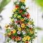 Climbing Flowers Black-Eyed Susan Bonsai Thunbergia Alata Flower 200 Seeds