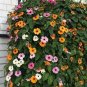 Climbing Flowers Black-Eyed Susan Bonsai Thunbergia Alata Flower 200 Seeds
