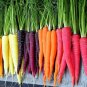Heirloom Rainbow Yellow White Purple Orange Red Carrot Vegetable Mixed 200 Seeds
