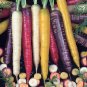 Heirloom Rainbow Yellow White Purple Orange Red Carrot Vegetable Mixed 200 Seeds