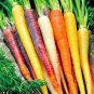 Heirloom Rainbow Yellow White Purple Orange Red Carrot Vegetable Mixed 200 Seeds