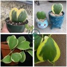Kerrii Bonsai (December Orchid) Family Bonsai Garden Supplies 200 Seeds