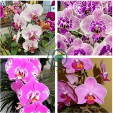 Phalaenopsis Orchid Bonsai Butterfly Orchid Potted Plant 400 Seeds