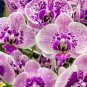 Phalaenopsis Orchid Bonsai Butterfly Orchid Potted Plant 400 Seeds
