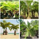 Bottle palm tree 20 Seeds