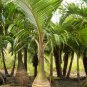 Bottle palm tree 20 Seeds