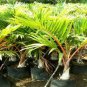 Bottle palm tree 20 Seeds