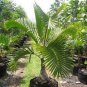 Bottle palm tree 20 Seeds