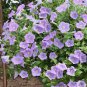 Rare Sky Blue Petunia 200 Seeds