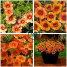 Petunia Vigorous Free flowering Annual Bonsai Flower 200 Seeds