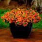 Petunia Vigorous Free flowering Annual Bonsai Flower 200 Seeds