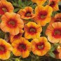 Petunia Vigorous Free flowering Annual Bonsai Flower 200 Seeds