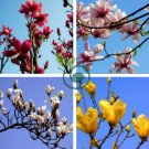 Magnolia Denudata Fragrant Lilytree 20 Seeds