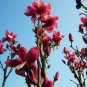 Magnolia Denudata Fragrant Lilytree 20 Seeds