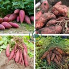 Leguminosae Sweet Potato 200 Seeds