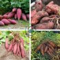 Leguminosae Sweet Potato 200 Seeds