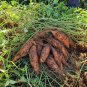 Leguminosae Sweet Potato 200 Seeds