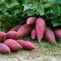 Leguminosae Sweet Potato 200 Seeds