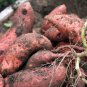 Leguminosae Sweet Potato 200 Seeds