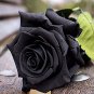 Mixed Rose 4 Types of Blue Black Purple Blue Rose Flowers 100 Seeds