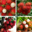 Rambutan Red Fruits Malaysia Miracle Fruits 10 Seeds