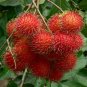 Rambutan Red Fruits Malaysia Miracle Fruits 10 Seeds