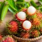 Rambutan Red Fruits Malaysia Miracle Fruits 10 Seeds