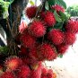 Rambutan Red Fruits Malaysia Miracle Fruits 10 Seeds