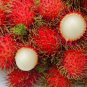 Rambutan Red Fruits Malaysia Miracle Fruits 10 Seeds