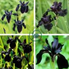 Siberian Iris Black Gold Iris Chrysographes Flower 10 Seeds